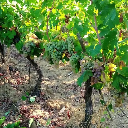 Podere Cirene 农家乐 *