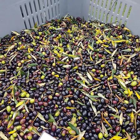 Podere Cirene 农家乐 里斯佩施雅