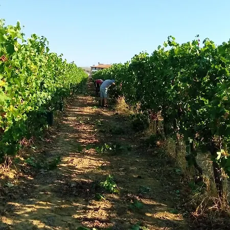 Podere Cirene Farm stay *